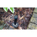 Hunter Tryska MULTISTREAM - MSBN 25Q