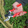 EXPERT zahradní nůžky kovadlinové přímé Darlac DP1035