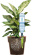 GF Garden AQUAFLORA HOLIDAY, LIME