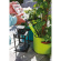 GF Garden AQUAFLORA HOLIDAY, LIME