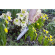 Zahradnická lopatka úzká s dřevěnou rukojetí Darlac DP2542