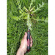 Darlac Vypichovač plevele DP539