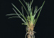 Barenbrug GAZON 15 Kg, pro okrasné trávníky nejvyšší kvality