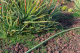 IRRITEC ARMONIA potrubí bez kapkovačů (100m) 16 mm x 1,1 mm - bambus